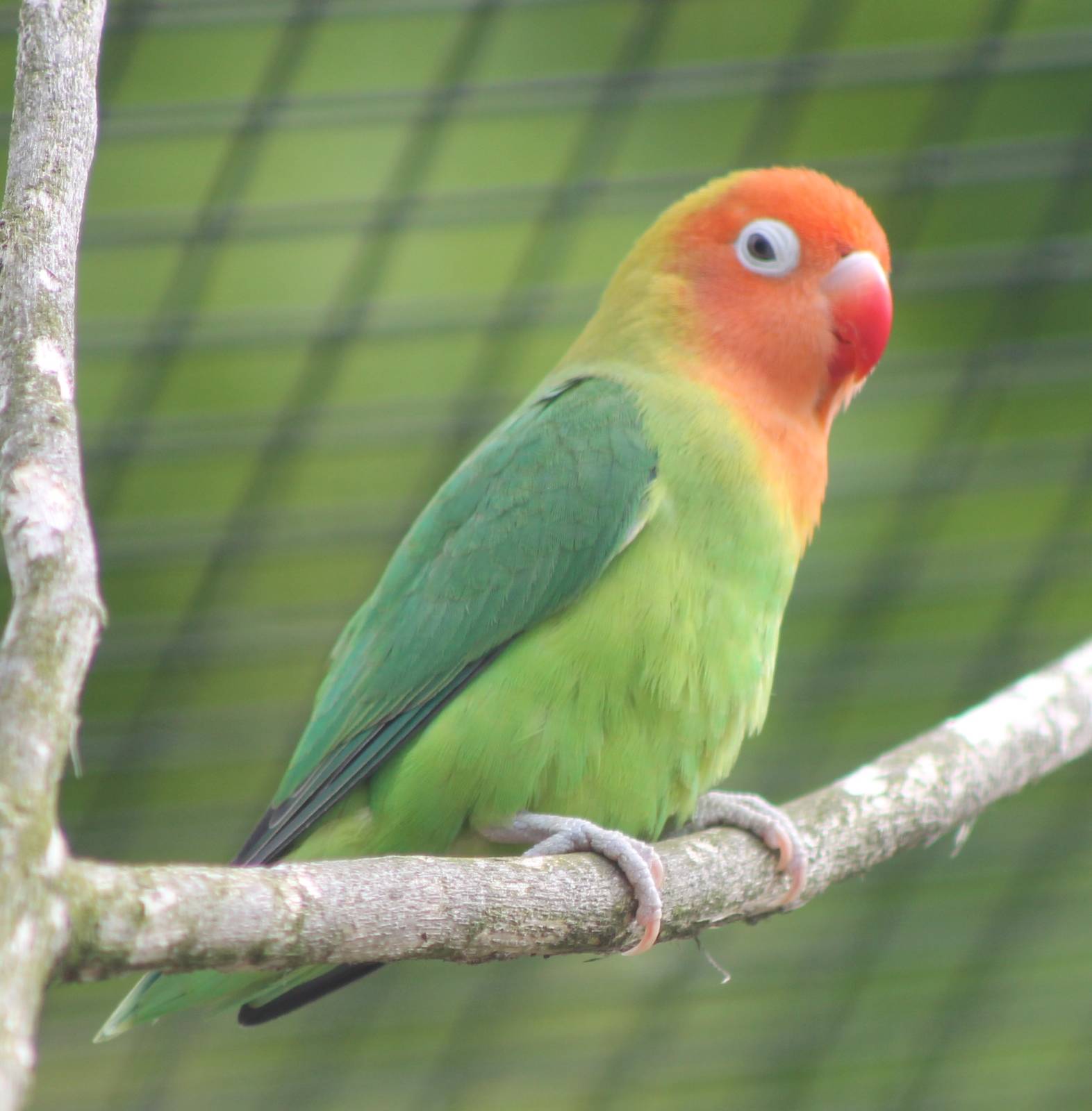 Nyasa lovebird