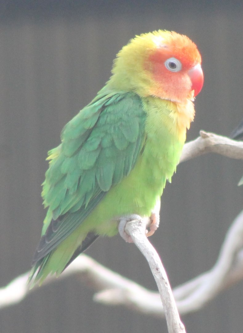 Nyasa lovebird