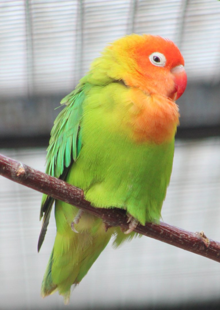 Nyasa lovebird