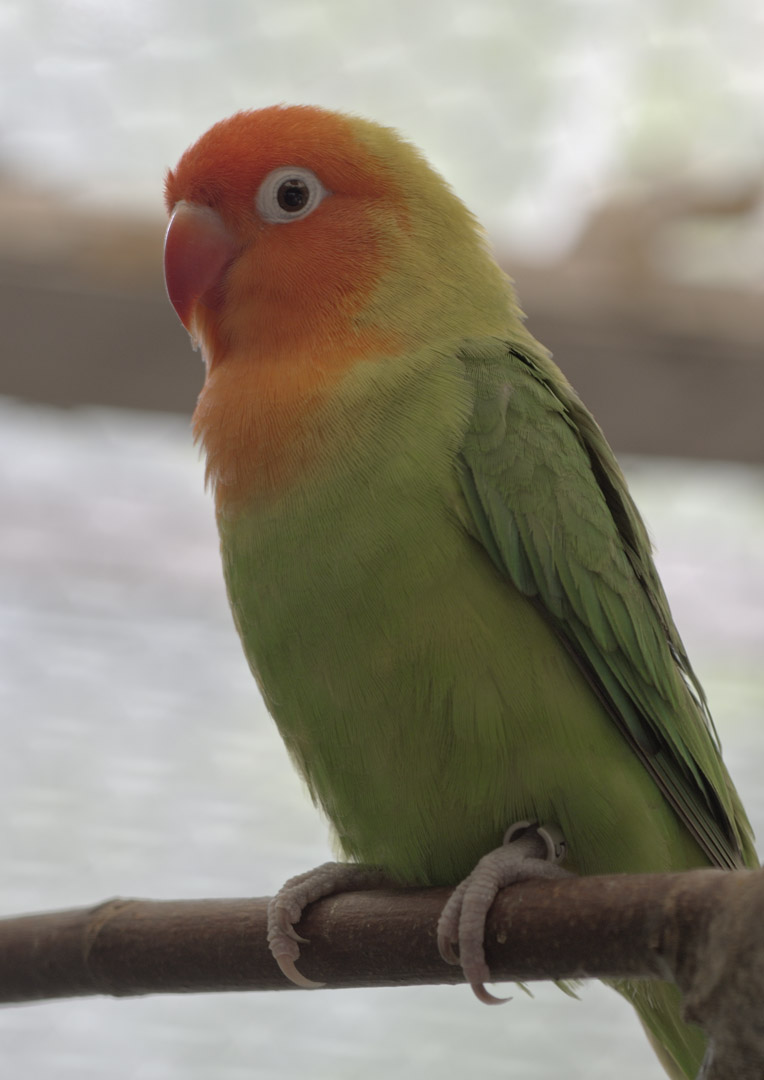Nyasa lovebird