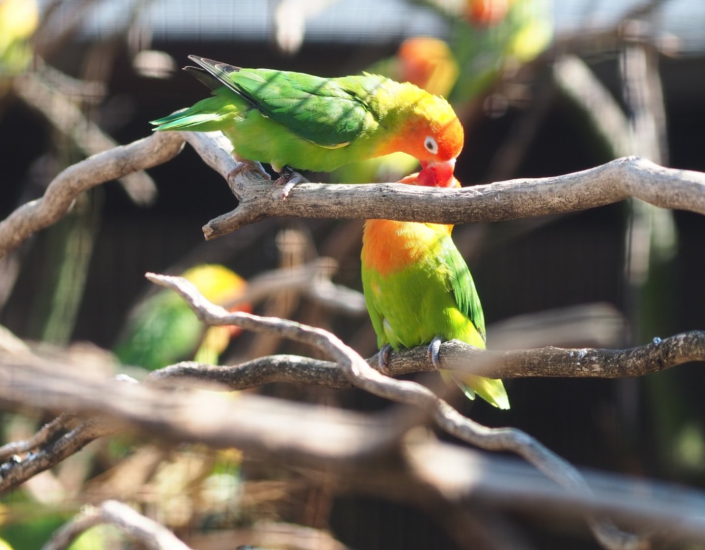 Nyasa lovebirds (Agapornis lilianae), Sep 2nd, 2018