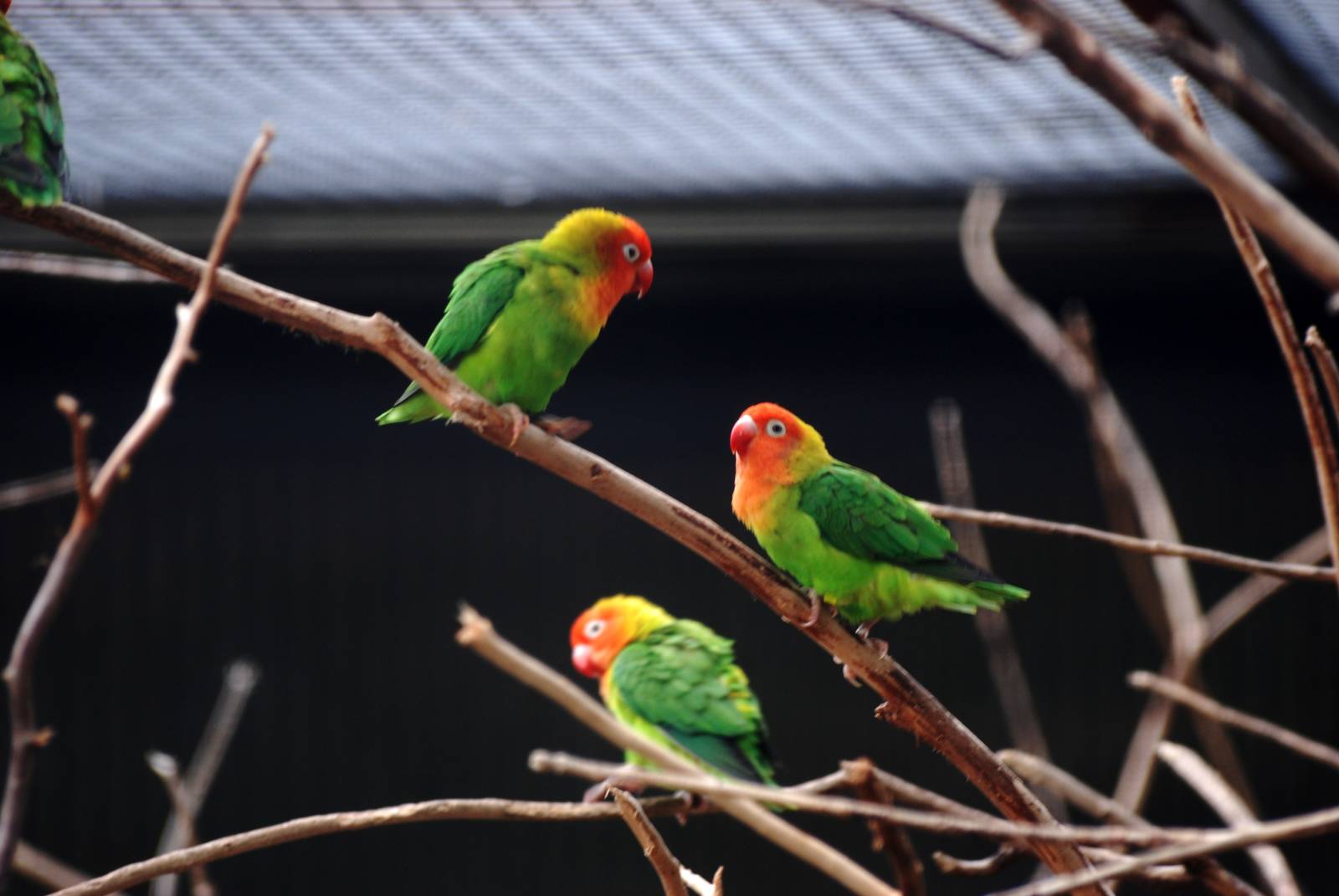 Nyassa Lovebirds at Avifauna, 04/06/12