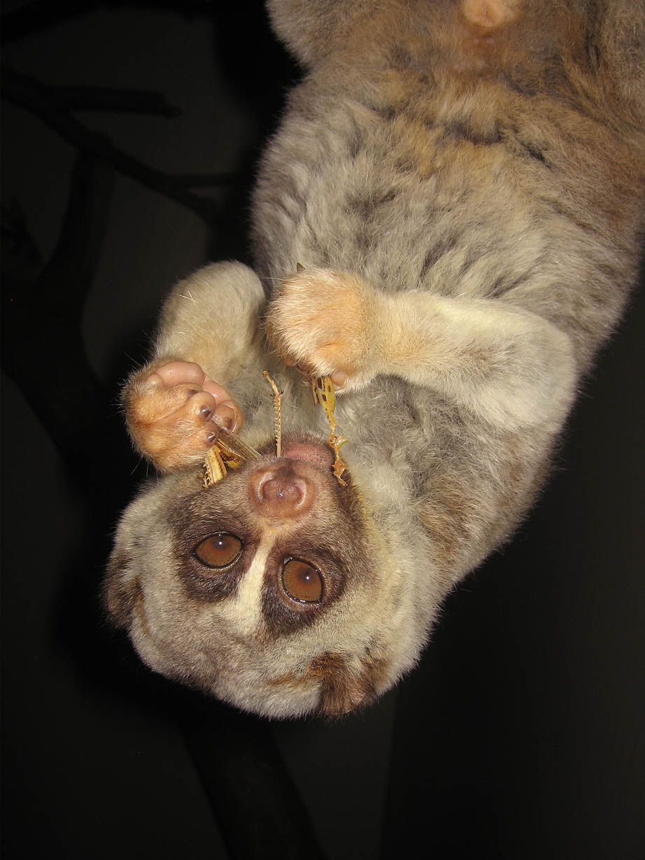 Nycticebus coucang, RSCC, Kent