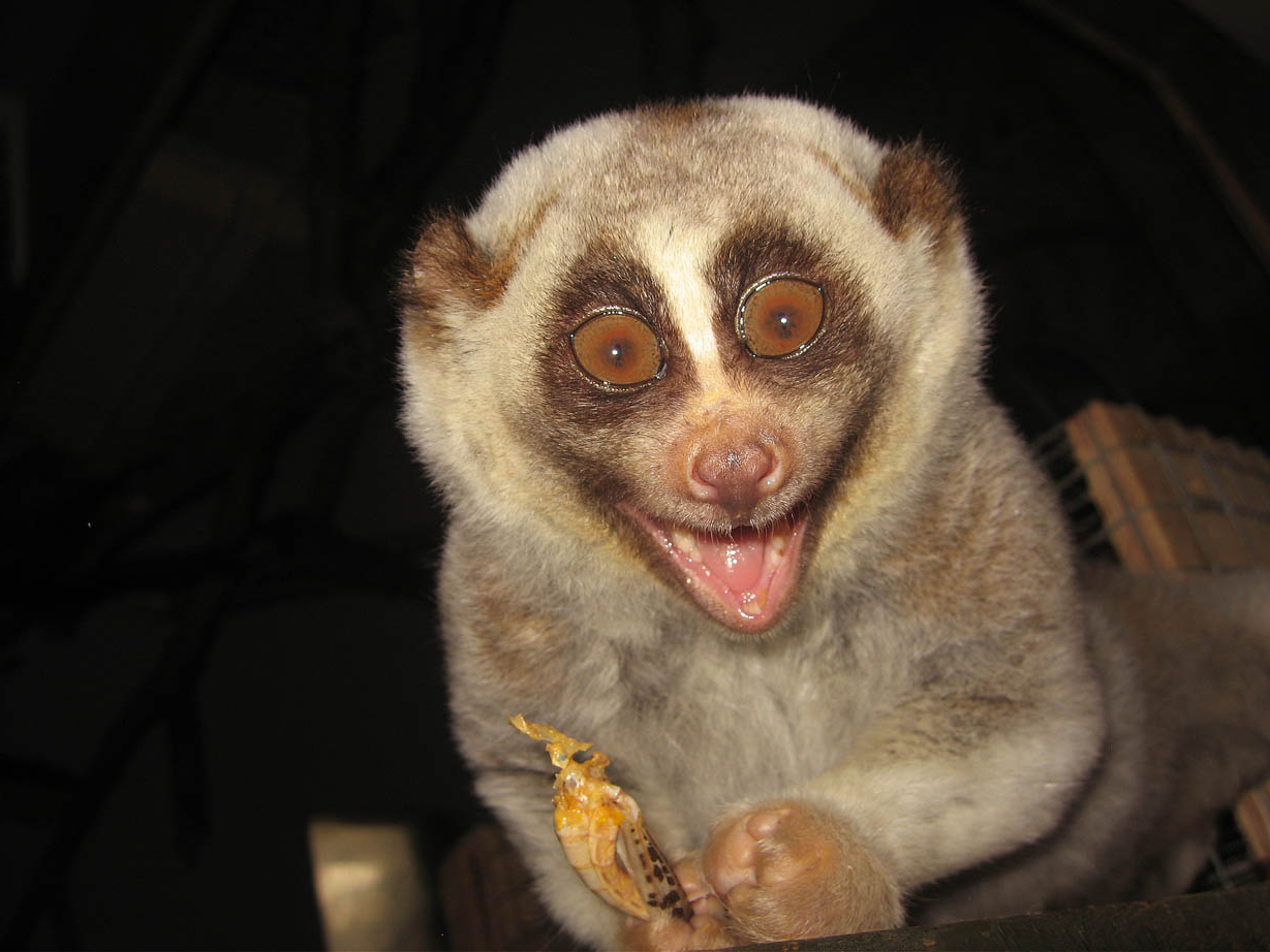 Nycticebus coucang, RSCC, Kent