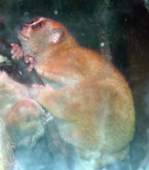 Nycticebus Pygmaeus 2 (22-7-17 Faunia)