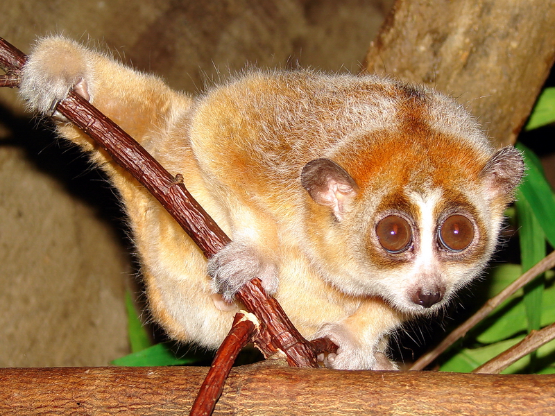 Nycticebus pygmaeus / Pygmy slow loris