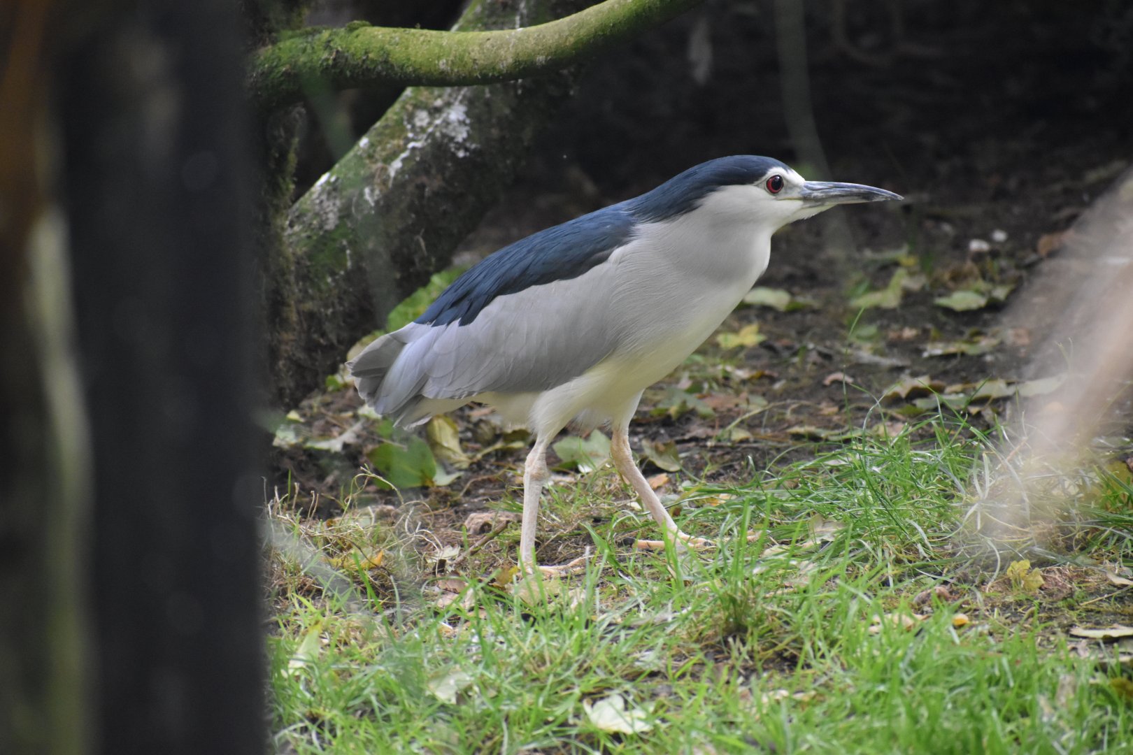 Nycticorax nycticorax - Black-crowned Night Heron