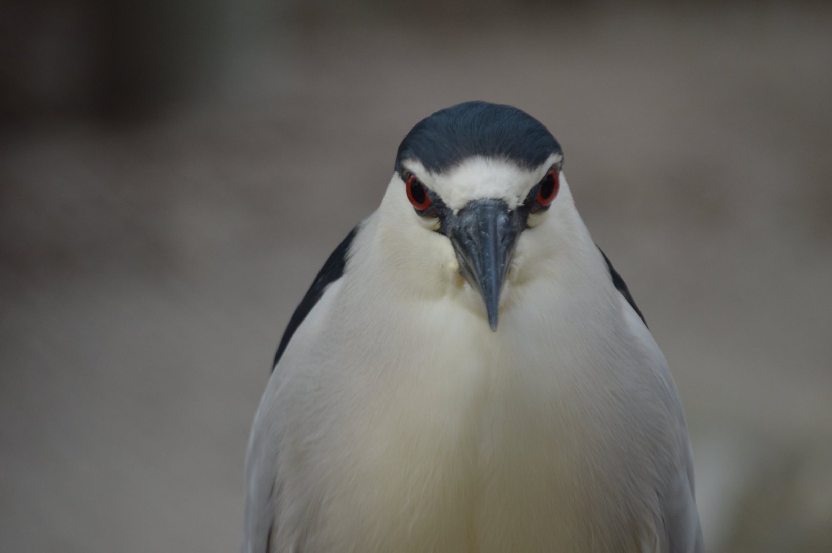 Nycticorax nycticorax