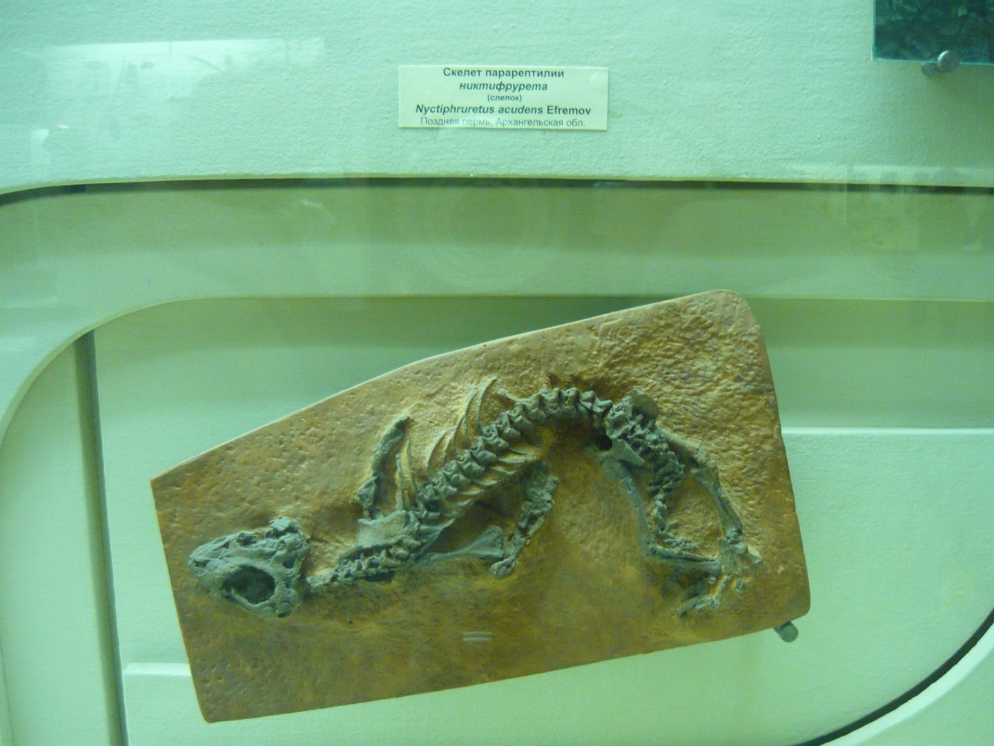 Nyctiphruretus acudens skeleton (cast)