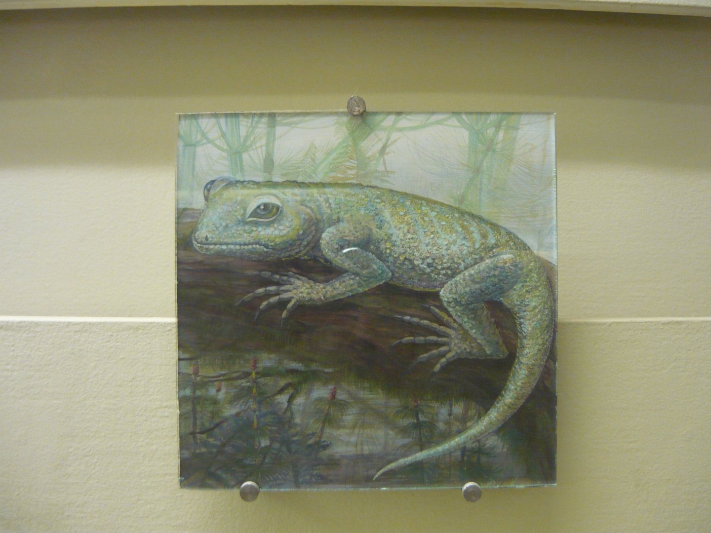 Nyctiphruretus reconstruction