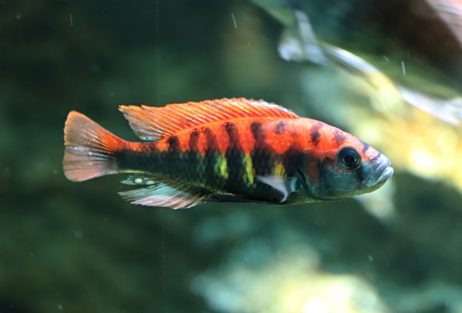 Nyerere's cichlid (Pundamilia nyererei)