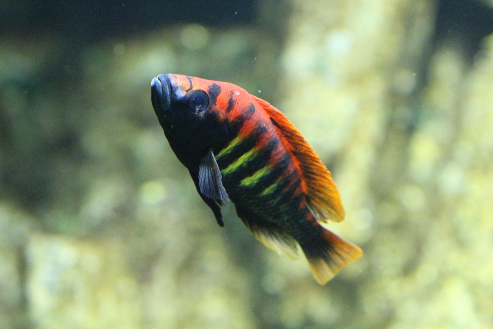 Nyerere's Victoria Cichlid, Berlin Zoo, April 2019