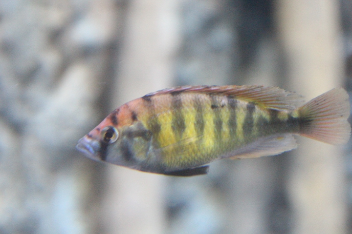 Nyerere's Victoria cichlid (Haplochromis nyererei) - BXSea