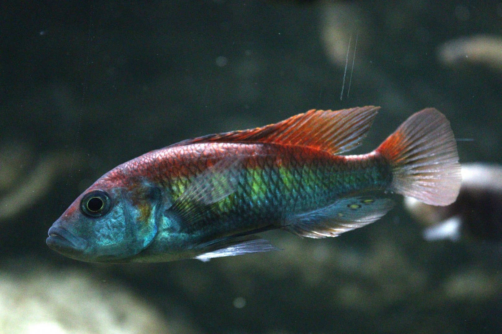Nyere's Cichlid
