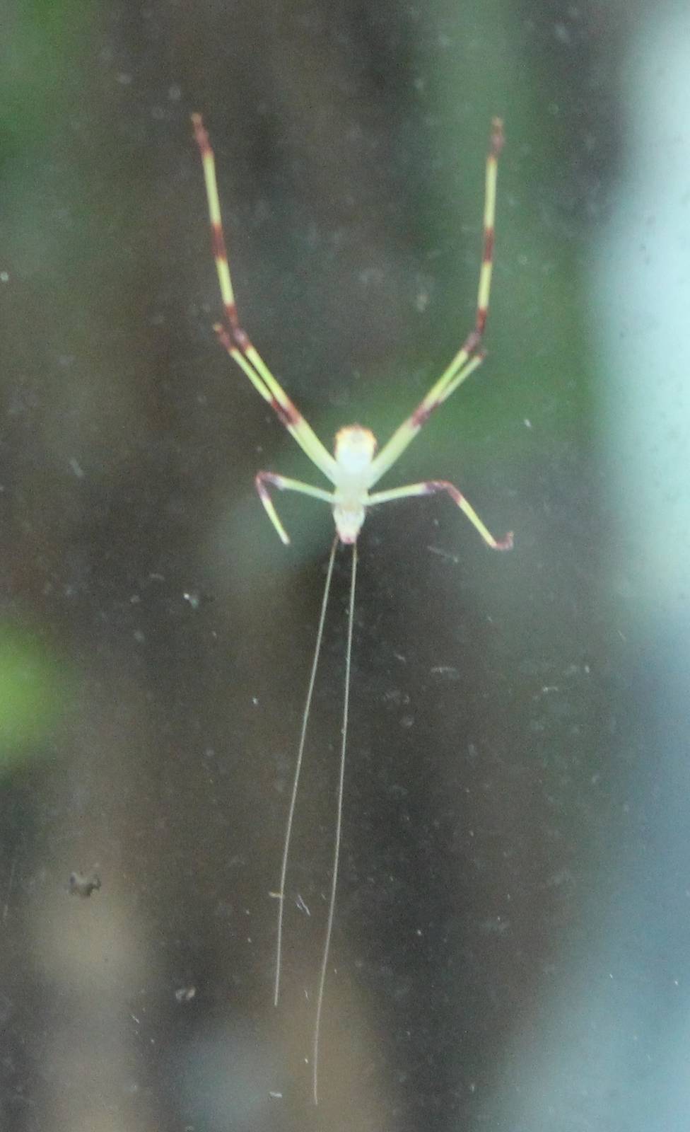 Nympf Malaysian leaf katydid