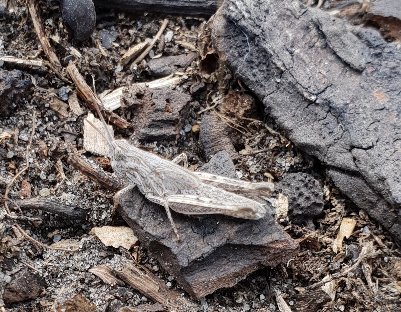 Nymph Chorthippus-grasshopper