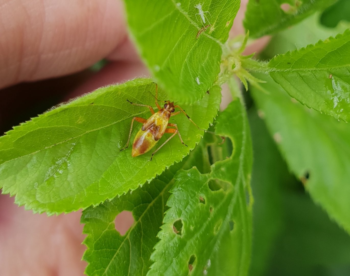 Nymph Closterotomus fulvomaculatus