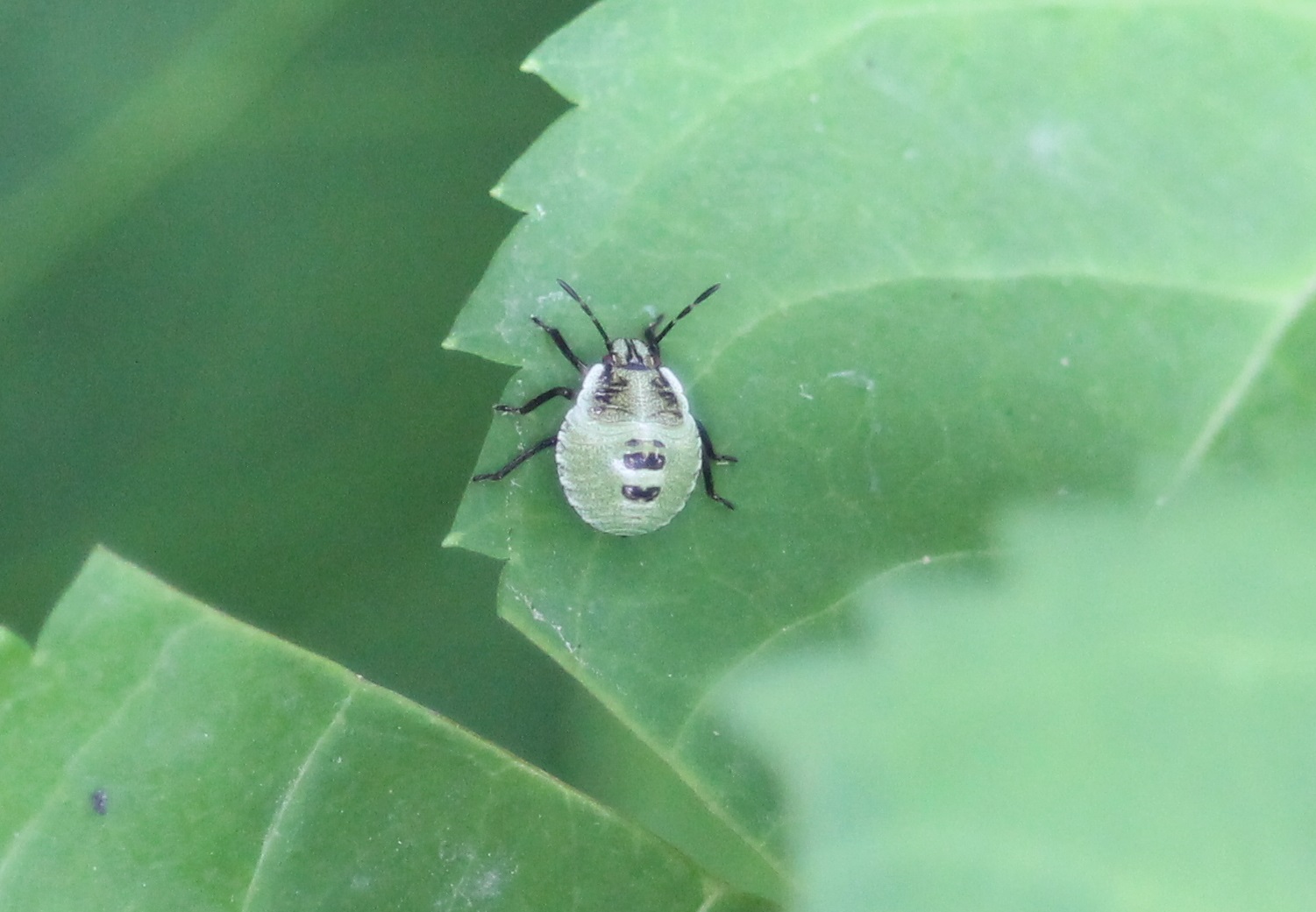 Nymph Green shield bug - Palomena prasina