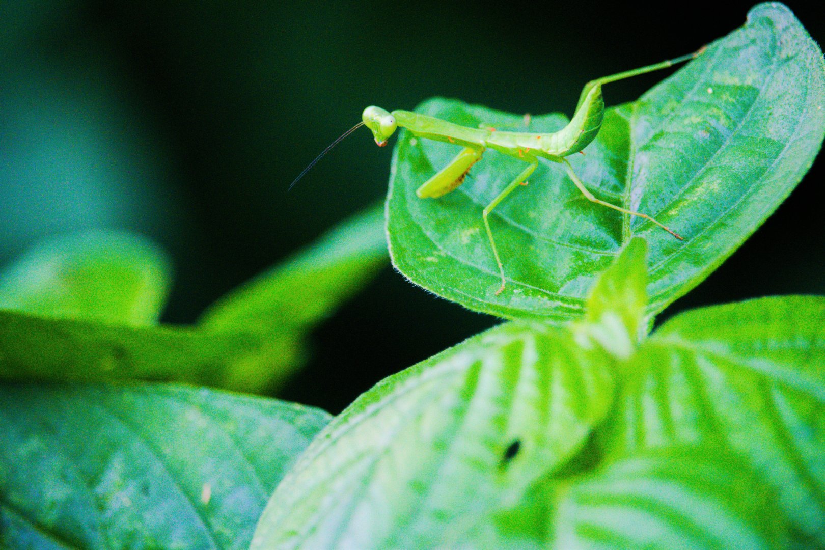 Nymph of Hierodula venosa ; Asian giant mantis complex