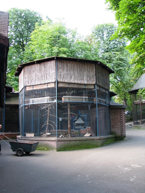 Nymph_parrots_other_birds