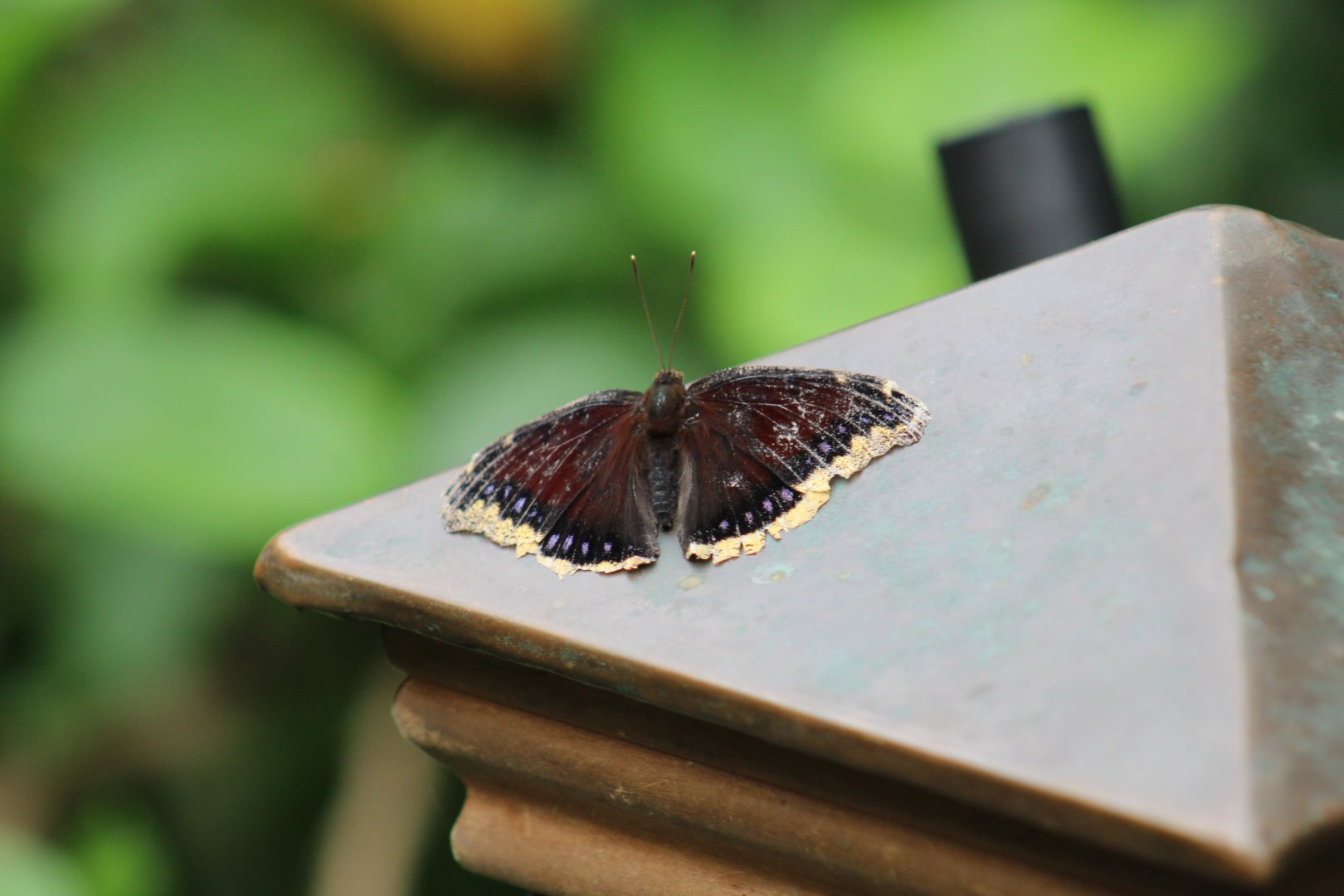 Nymphalis antiopa - Magic Wings Butterfly Conservatory