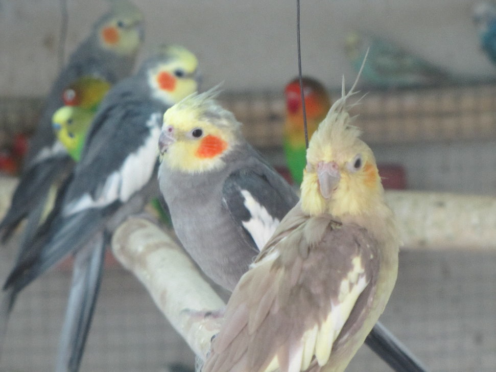 Nymphicus hollandicus(tehran zoo)