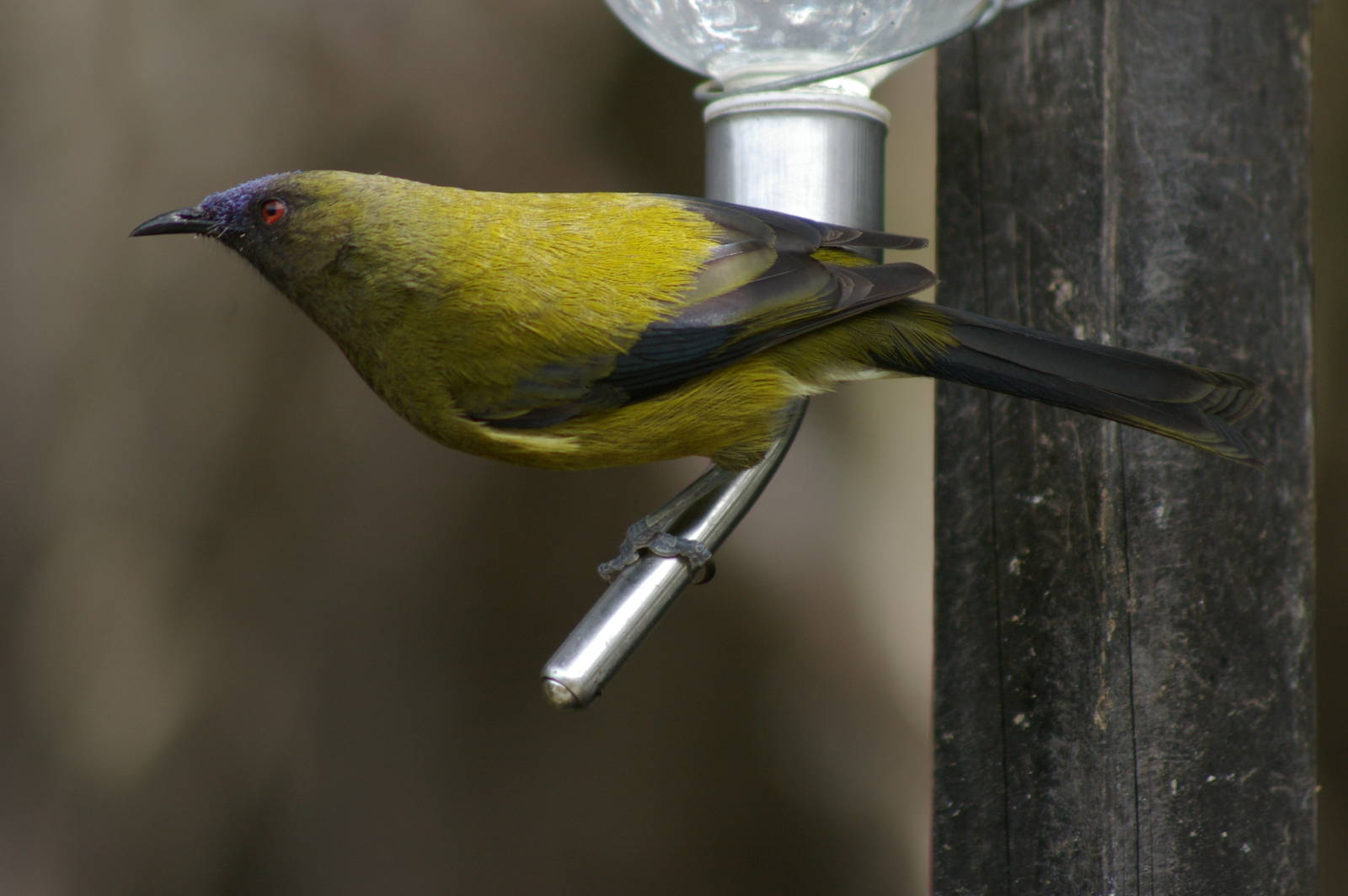 NZ Bellbird (Anthornis melanura)