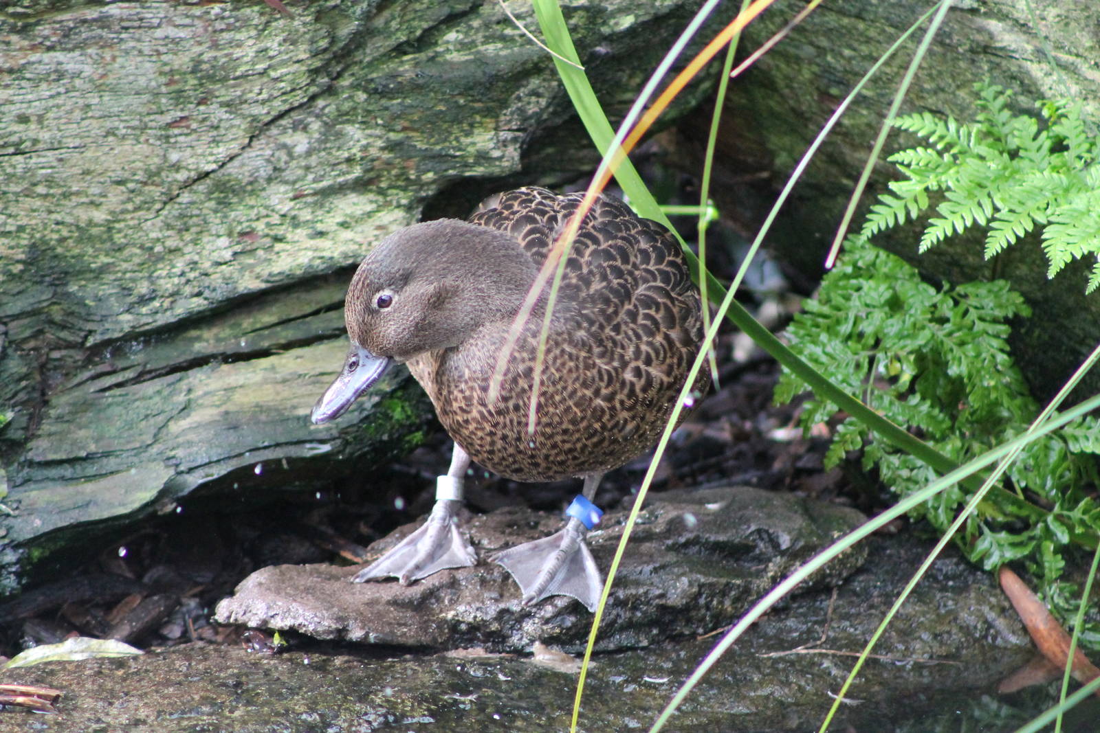NZ brown teal (Anas chlorotis)