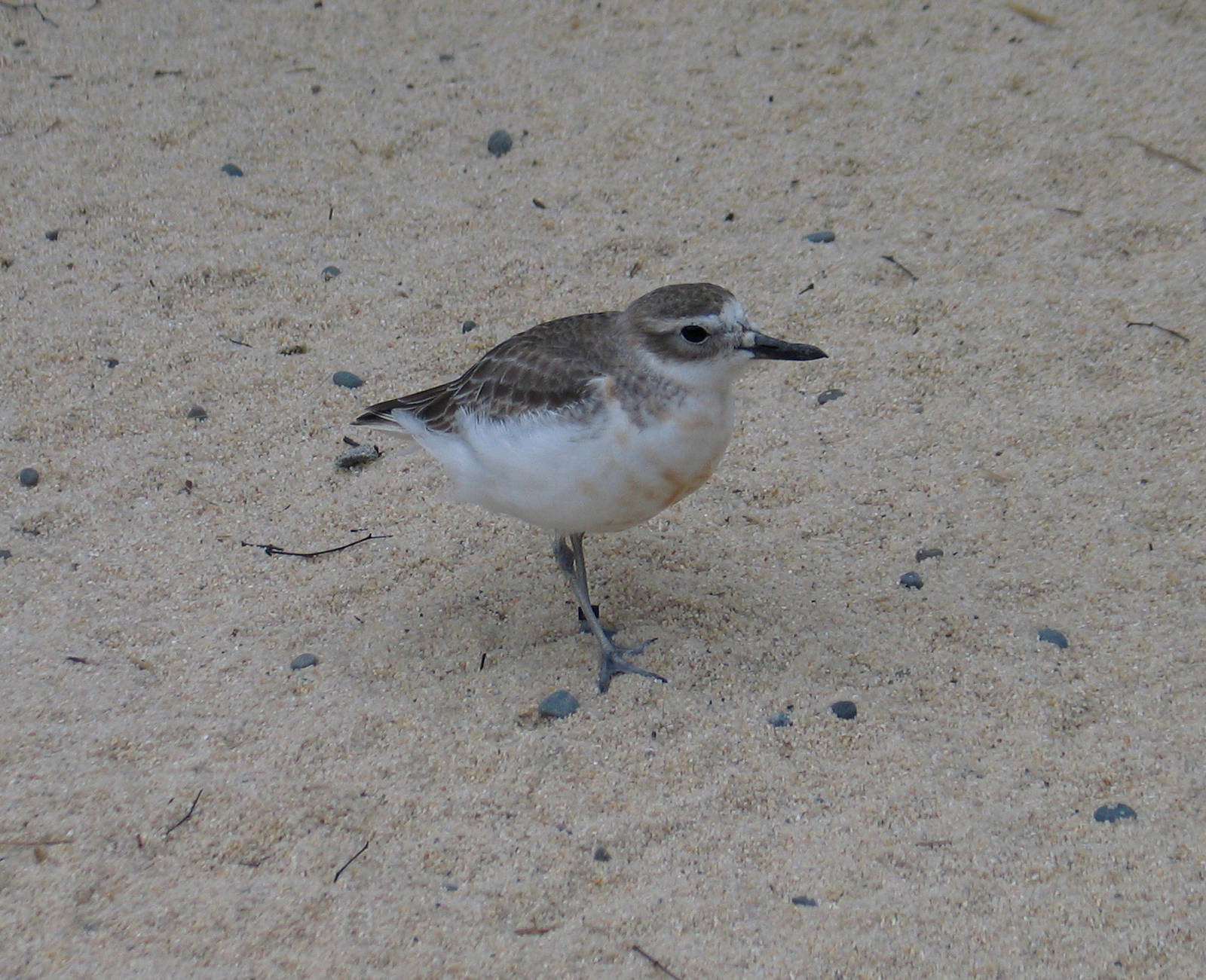 NZ Dotterel at Auckland Zoo