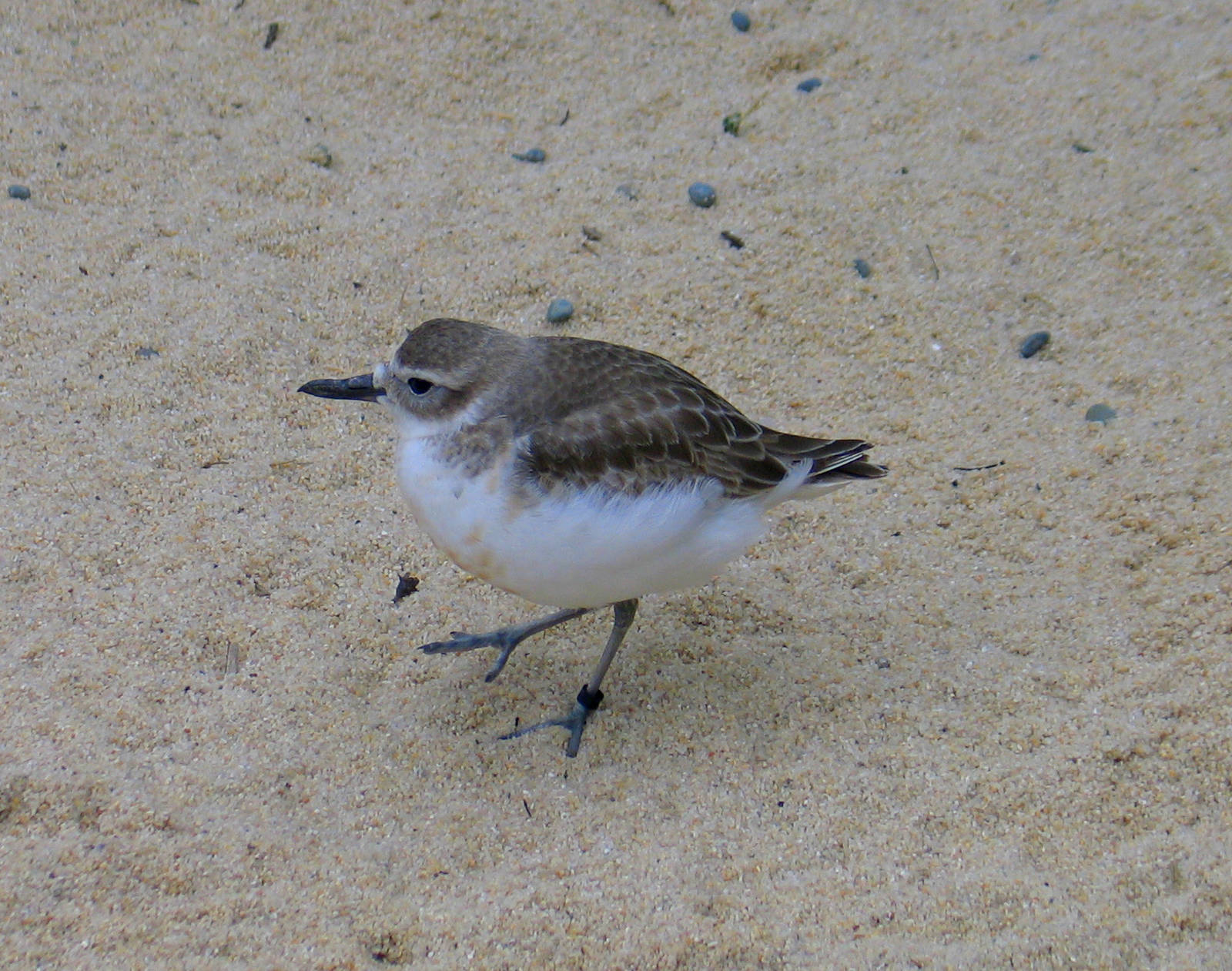 NZ Dotterel at Auckland Zoo