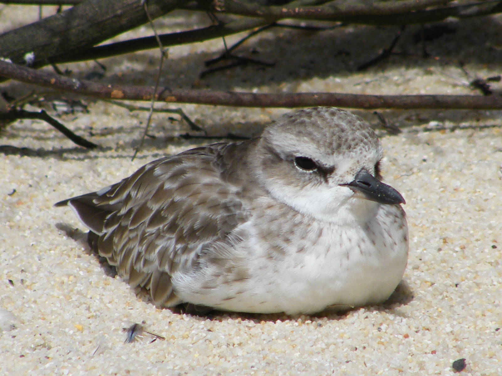 NZ Dotterel
