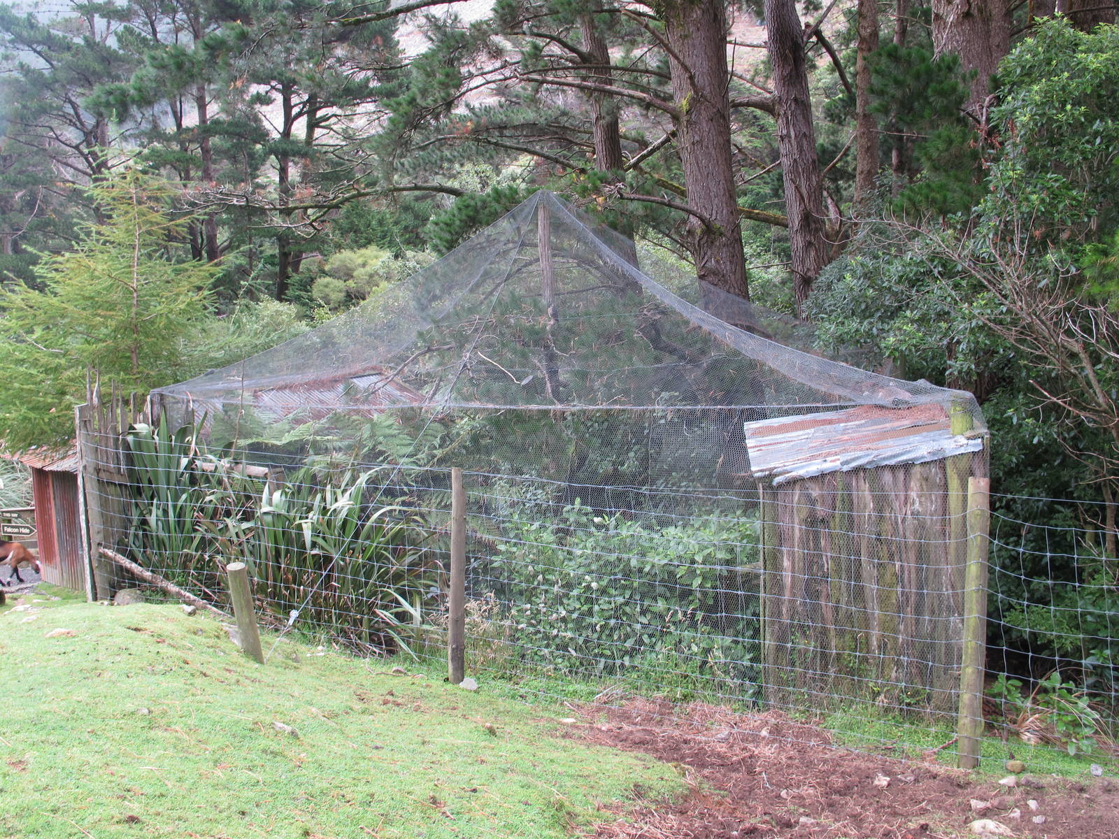 NZ Falcon Aviary - Staglands 2013