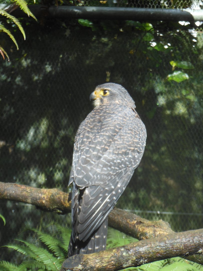 NZ Falcon (Falco novaeseelandiae)
