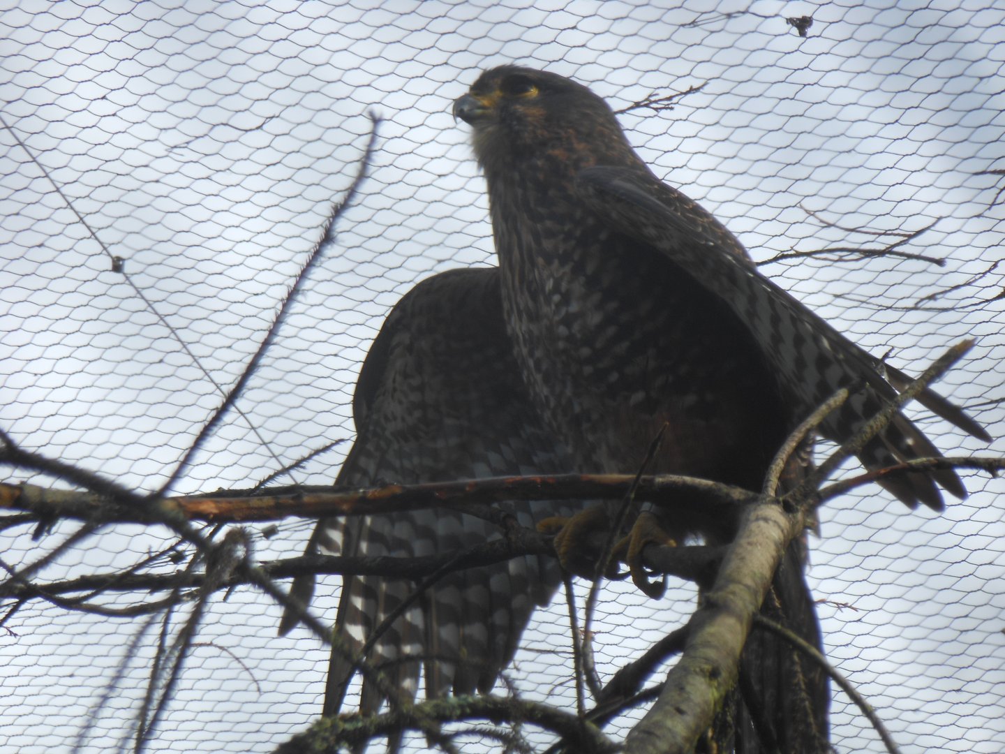 NZ Falcon (Falco novaeseelandiae)