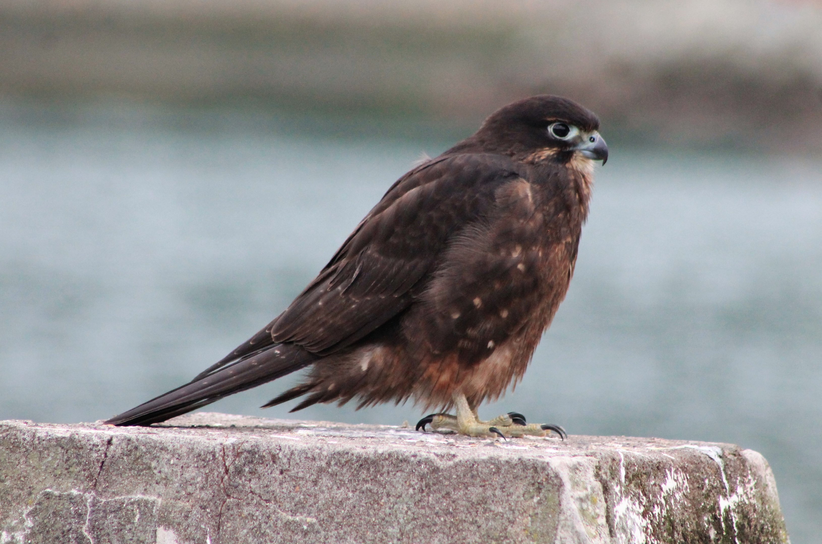 NZ Falcon (Falco novaeseelandiae)