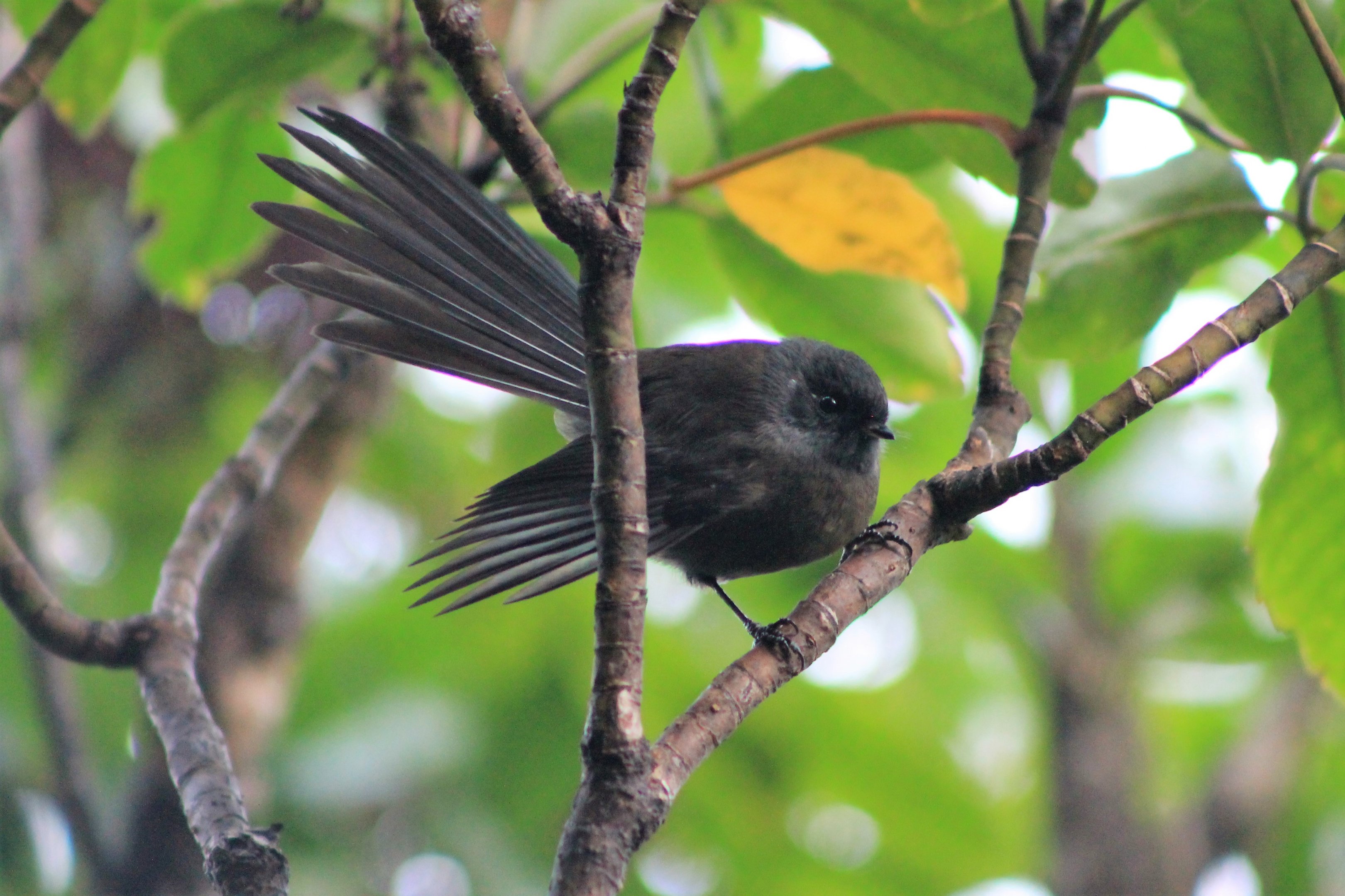 NZ Fantail (Rhipidura fuliginosa), black morph