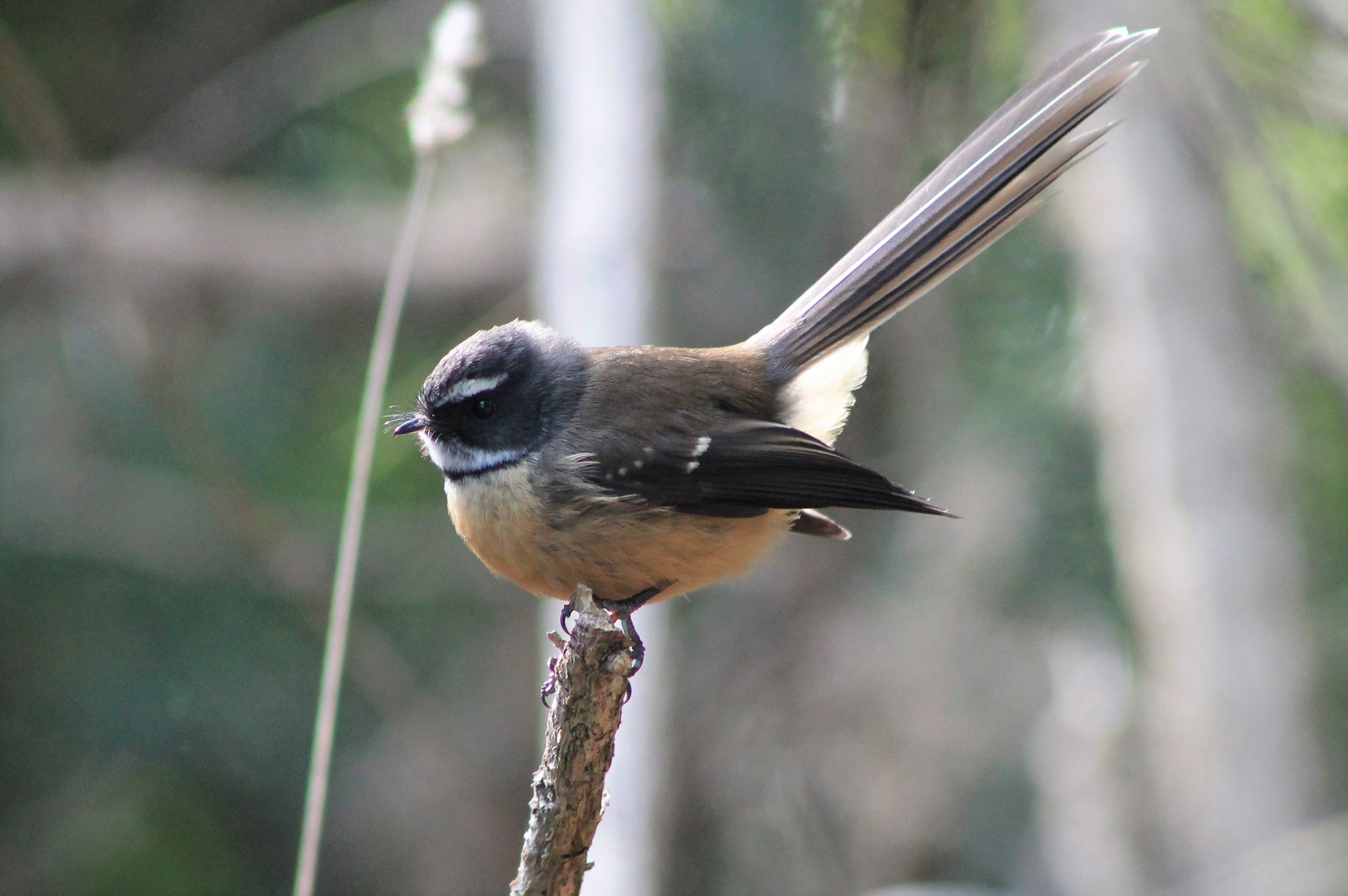NZ Fantail (Rhipidura fuliginosa)