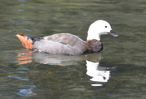 NZ Female paradise shelduck