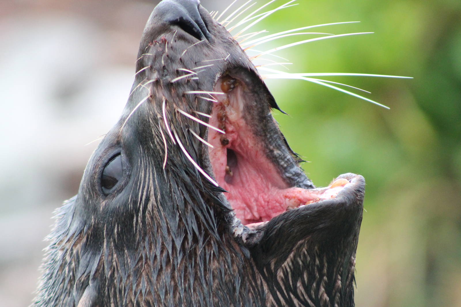 NZ fur seal (Arctocephalus forsteri)