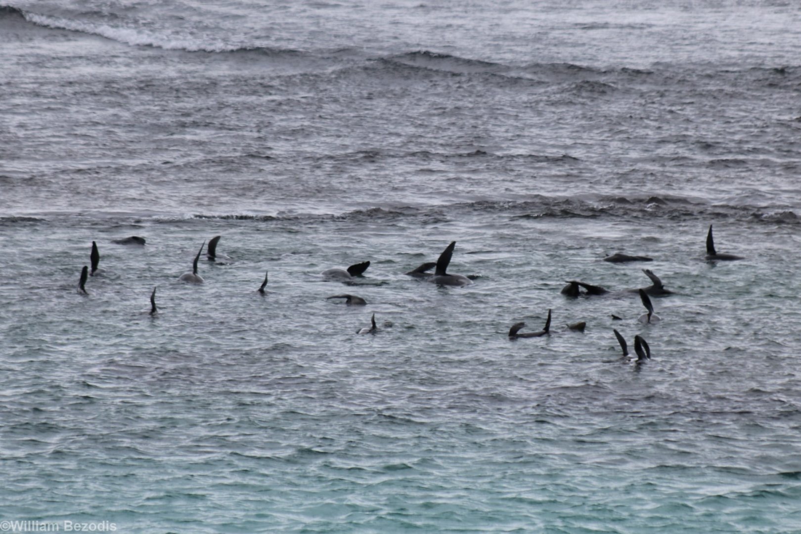 NZ Fur Seals - Rottnest Is