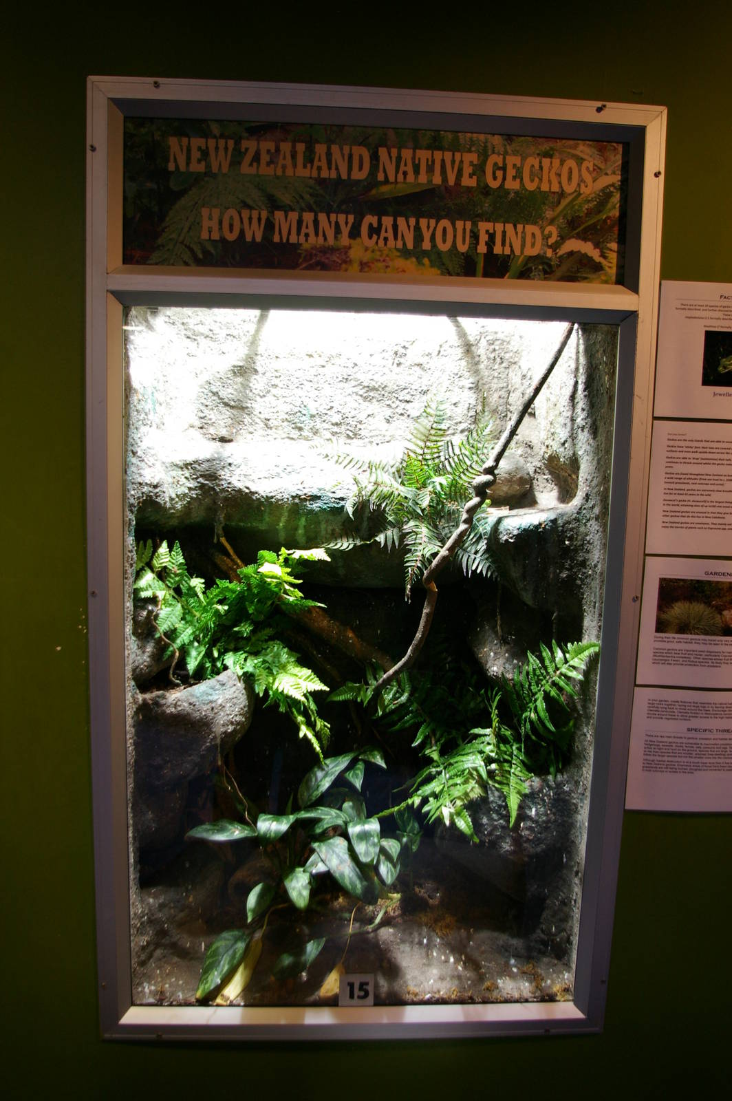 NZ gecko exhibit