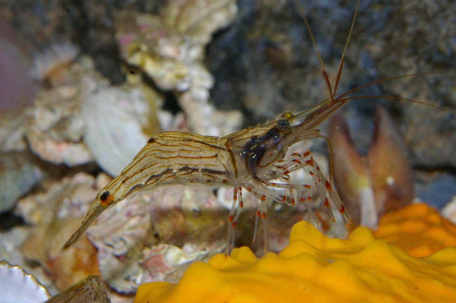 NZ glass shrimp (Palaemon affinis)