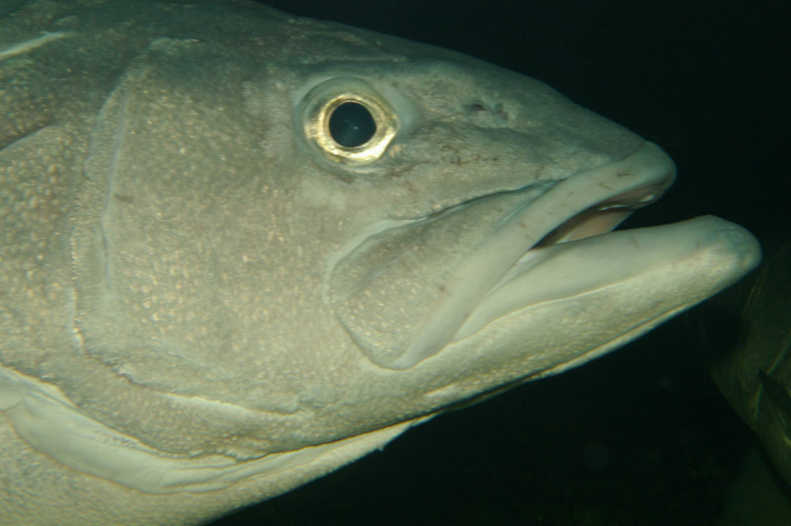 NZ groper (Polyprion oxygeneios)