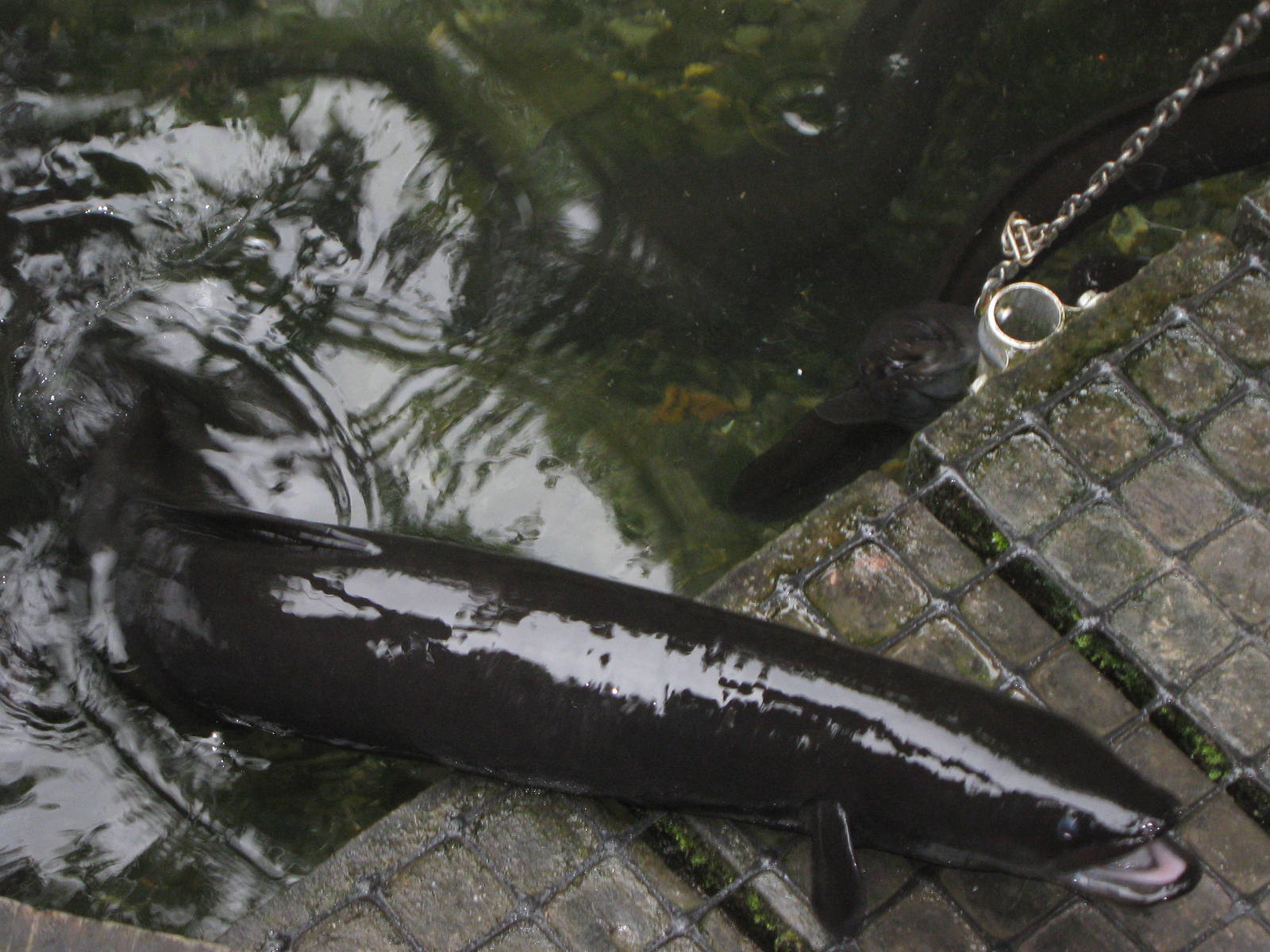 NZ long-finned eel (Anguilla dieffenbachii)