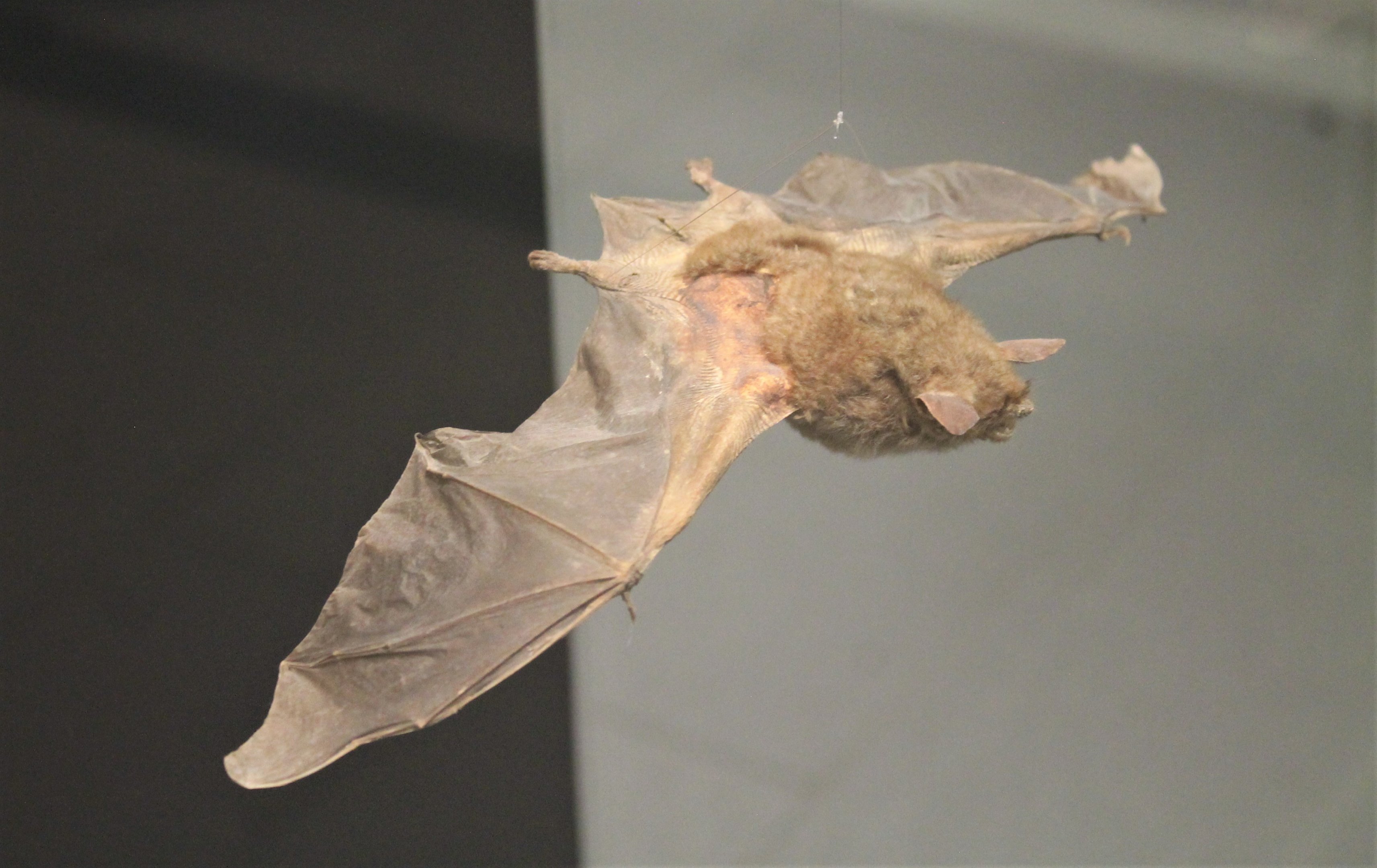 NZ Long-tailed Bat (Chalinolobus tuberculatus)