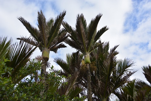 NZ Nikau palms