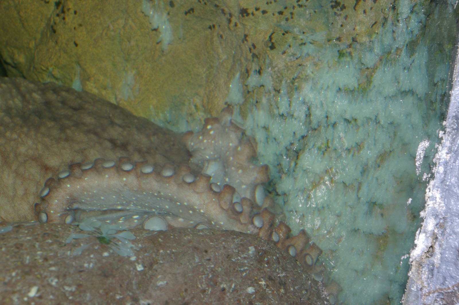 NZ octopus (Pinnoctopus cordiformis) with eggs