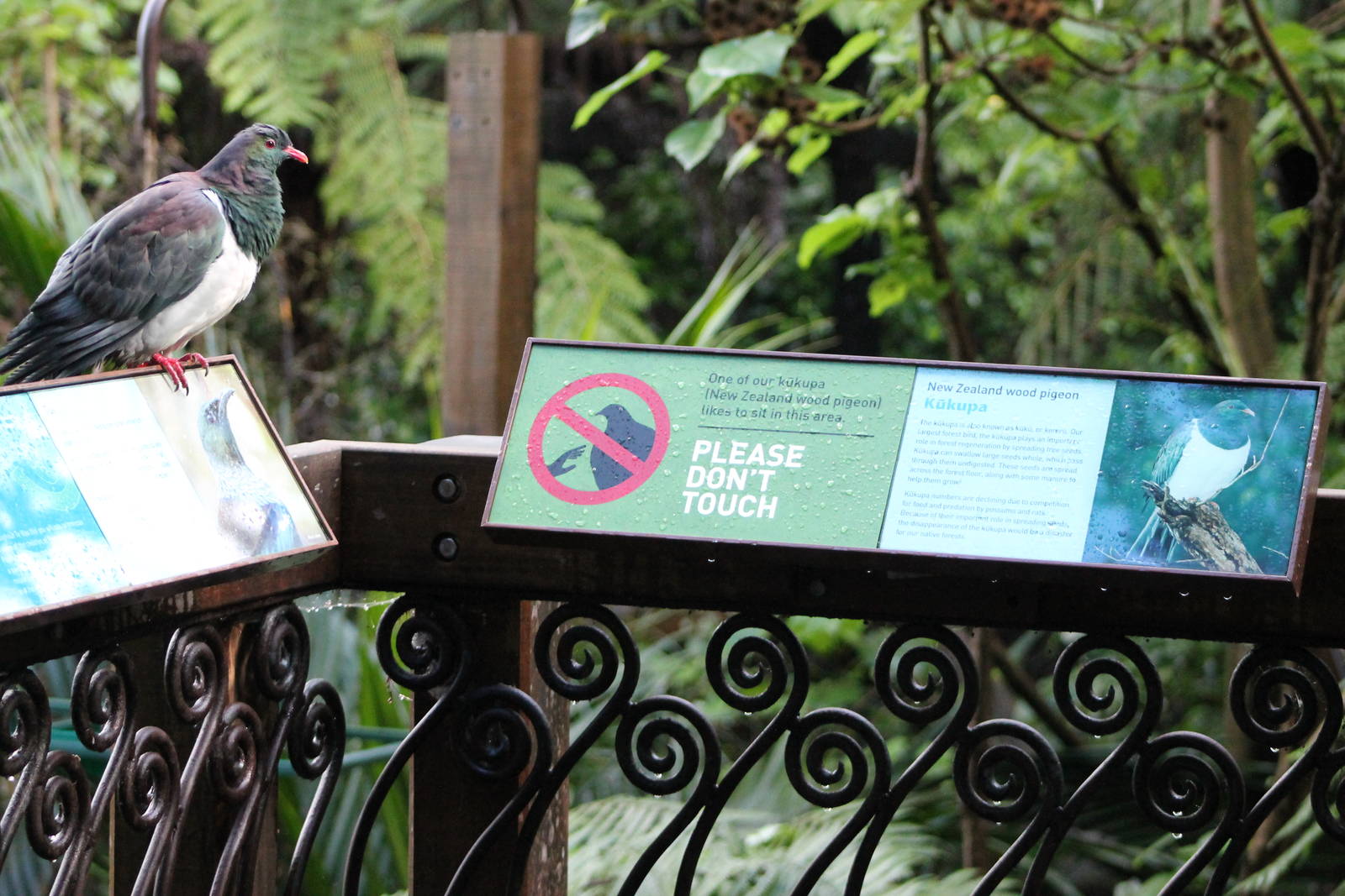 NZ pigeon (Hemiphaga novaeseelandiae)