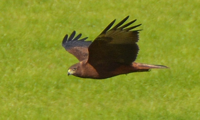 NZ raptor.   Species?