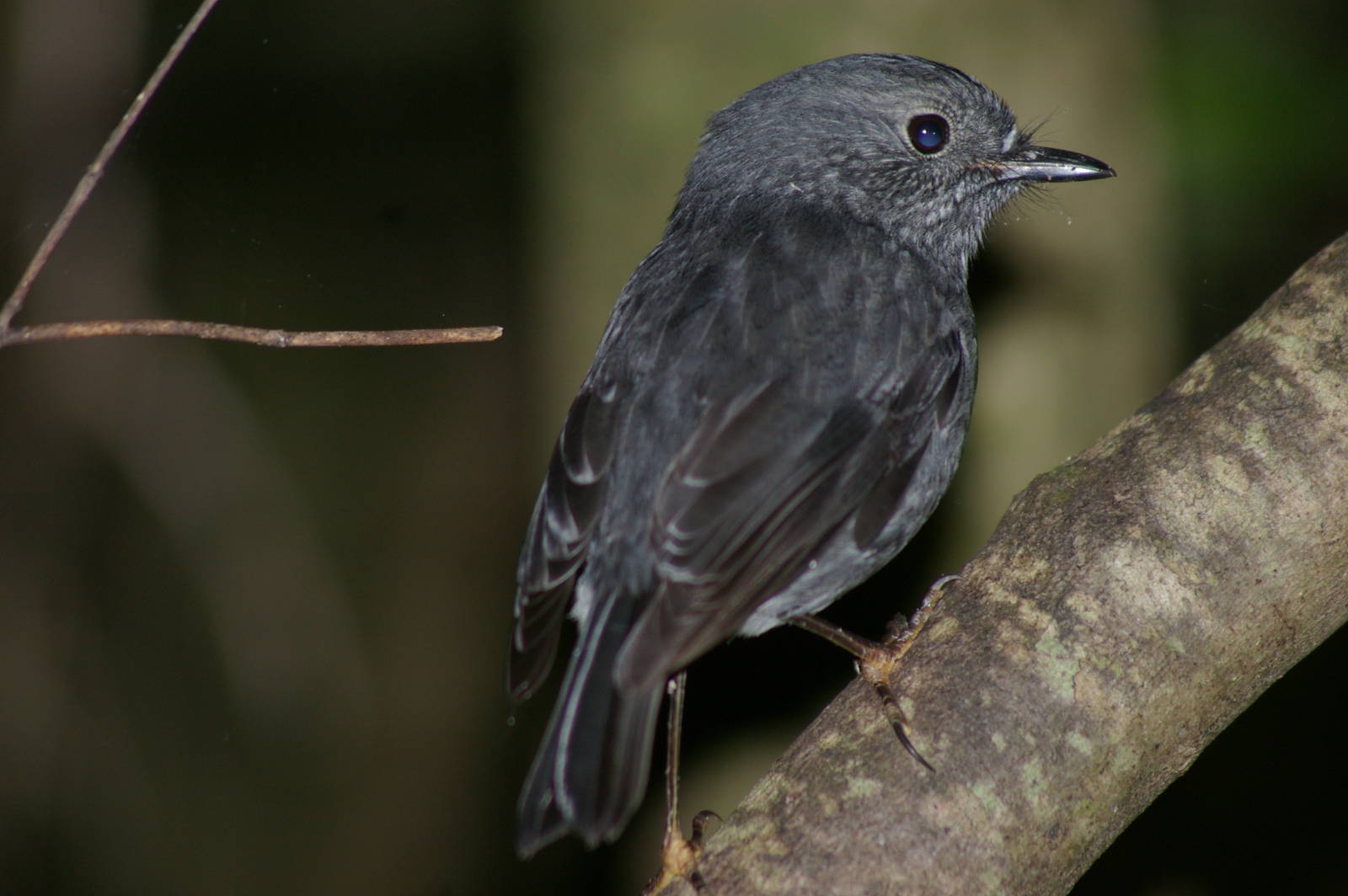 NZ robin (Petroica australis)
